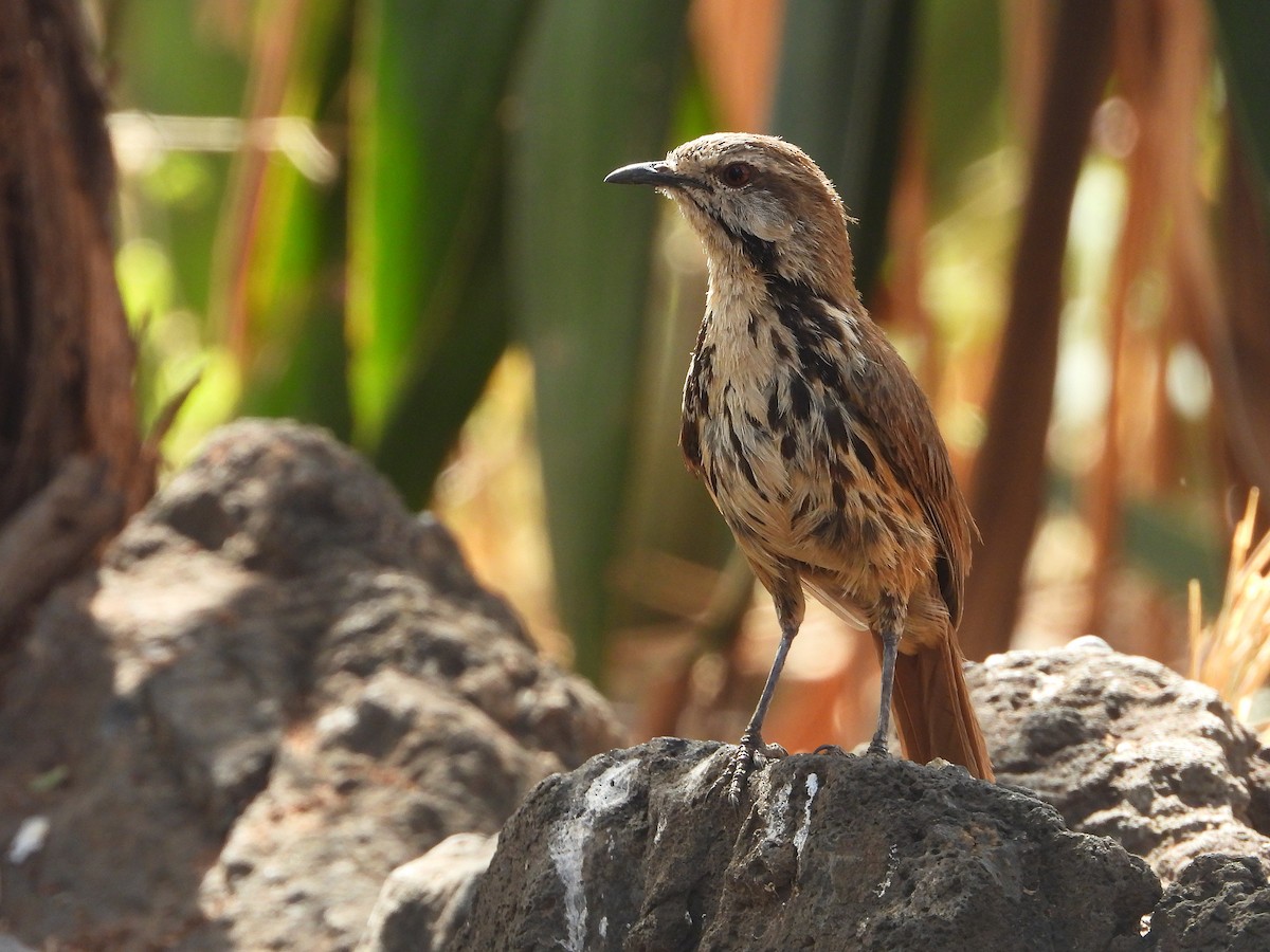 Spotted Morning-Thrush - ML646057264