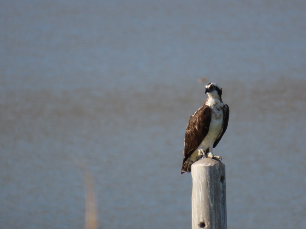 Arrano arrantzalea - ML646057266