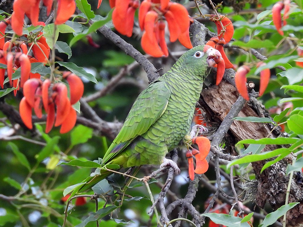 Tucuman Amazon - ML646057267