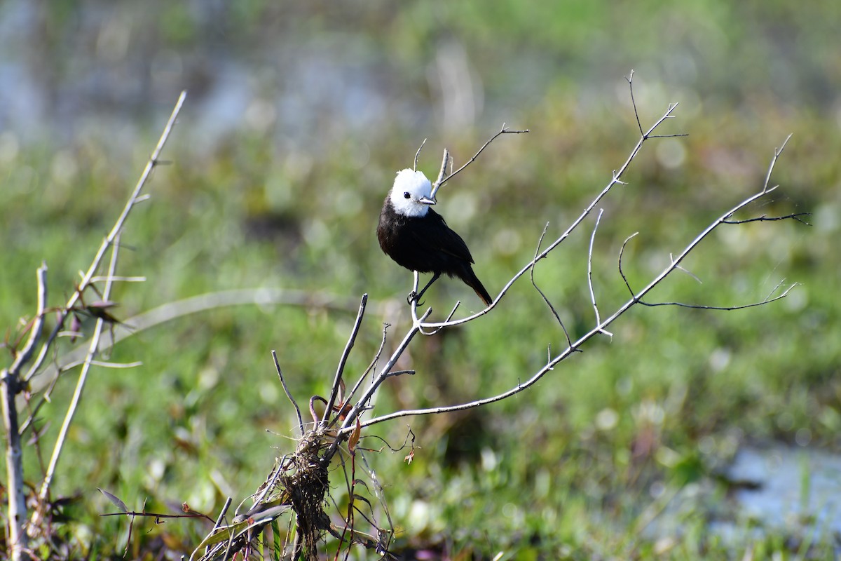 White-headed Marsh Tyrant - ML646057269