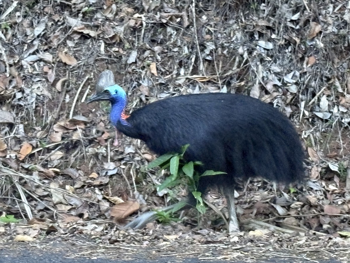 Kasuario handia - ML646057270