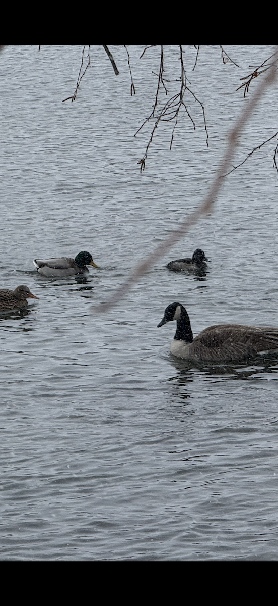 Murgilari lepokoduna - ML646057271