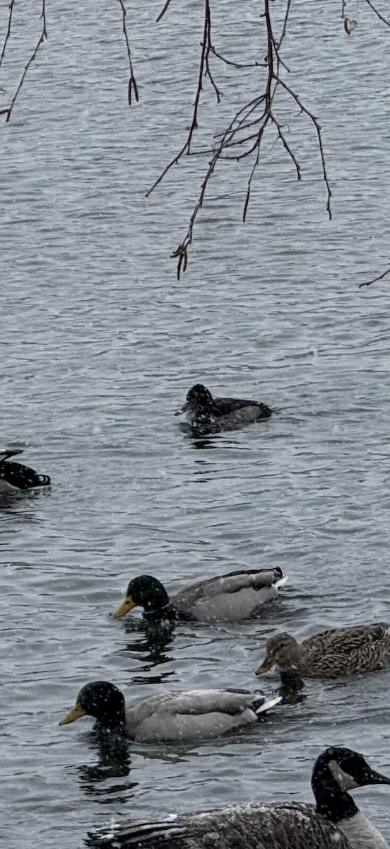 Murgilari lepokoduna - ML646057272