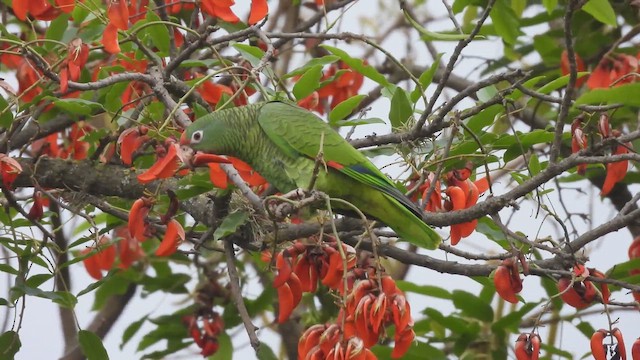 Tucuman Amazon - ML646057273
