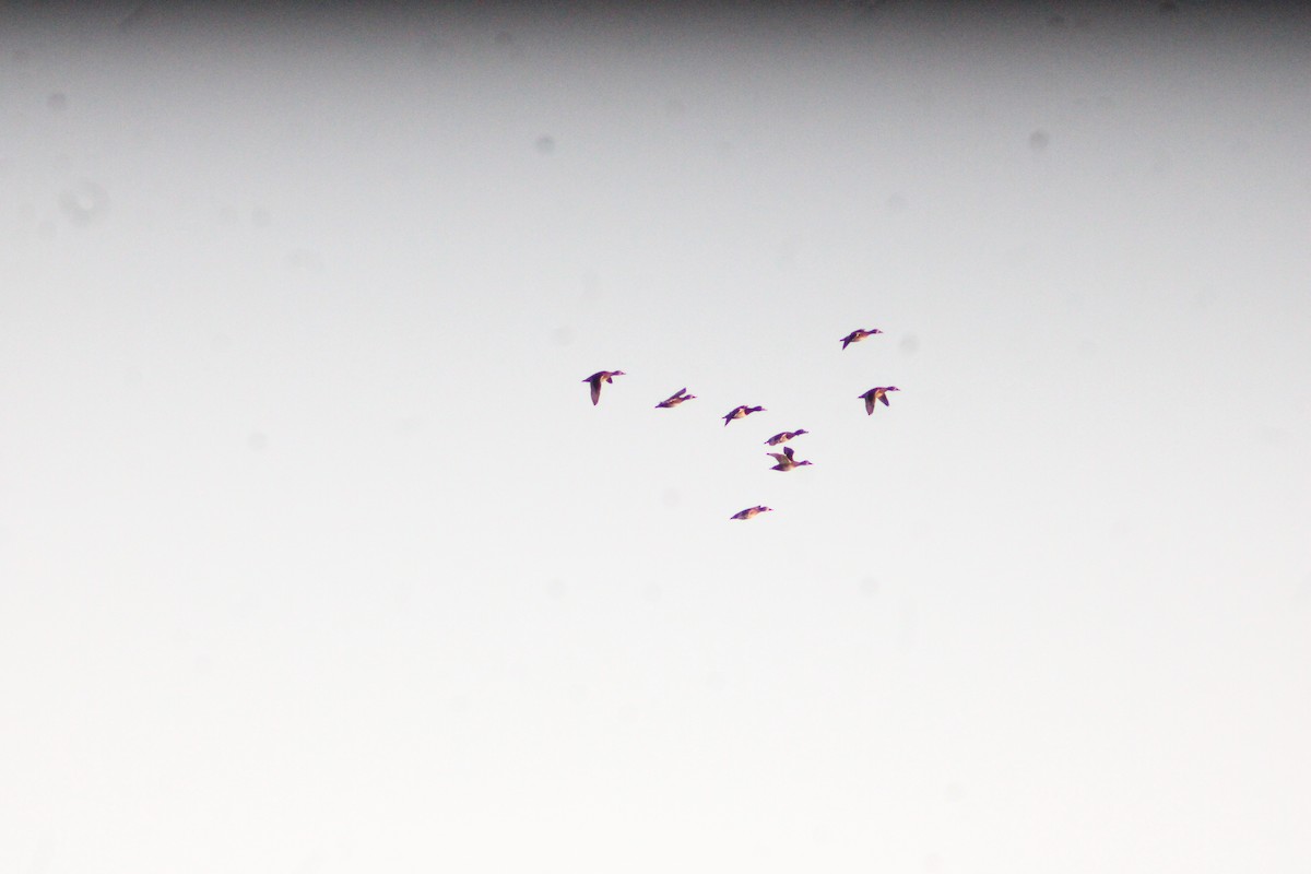 Zertzeta hegalurdina - ML646057274