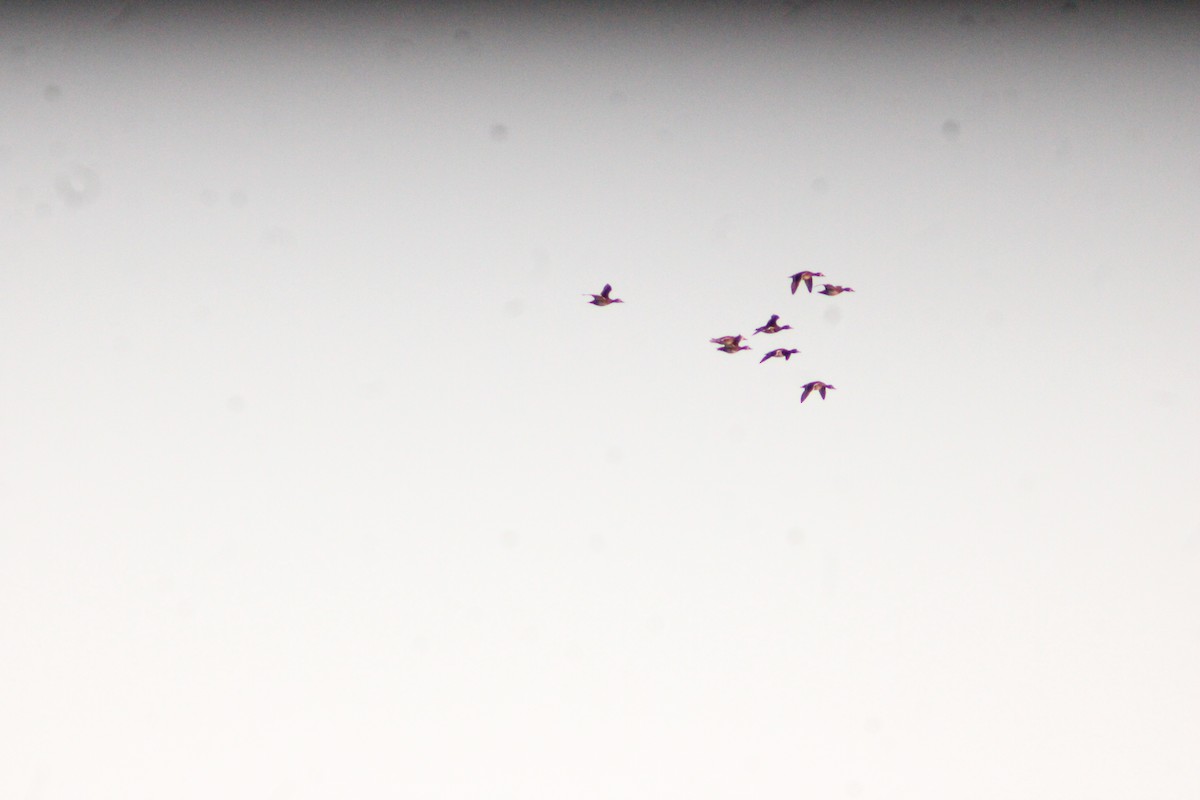 Zertzeta hegalurdina - ML646057275