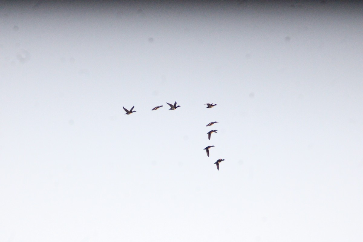 Zertzeta hegalurdina - ML646057276