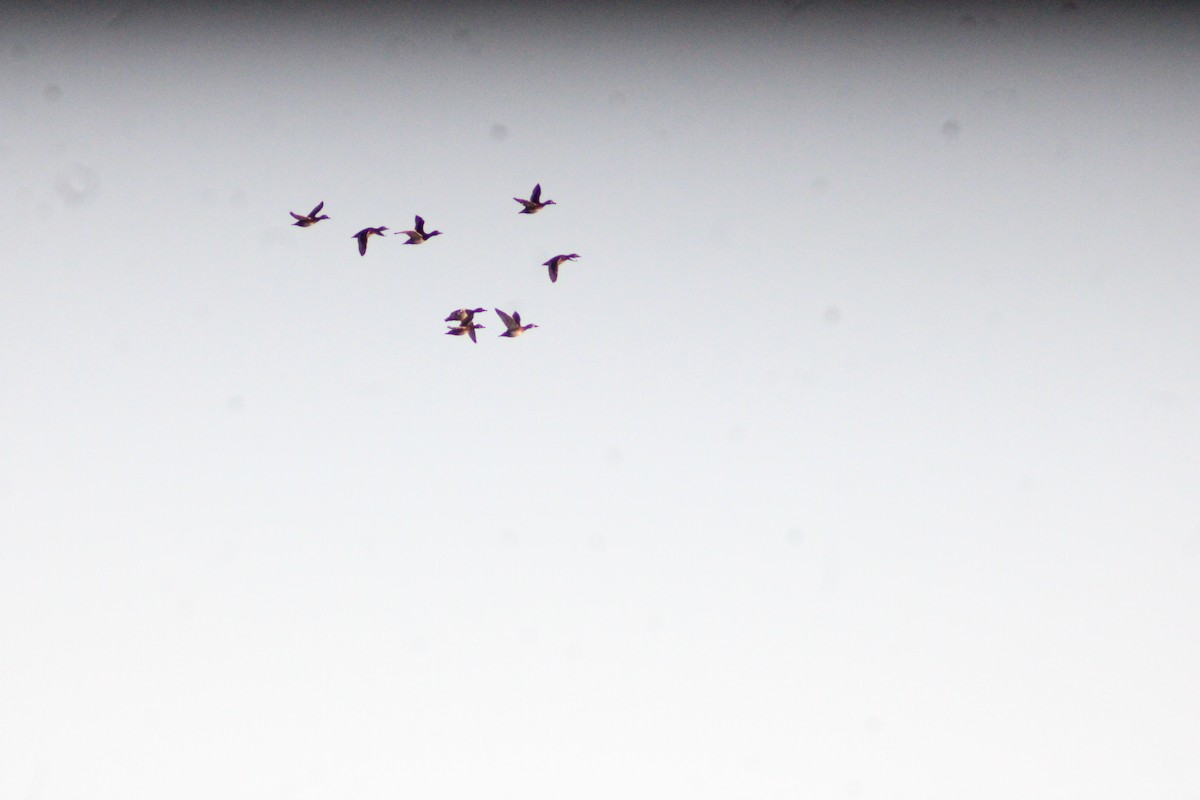 Zertzeta hegalurdina - ML646057277