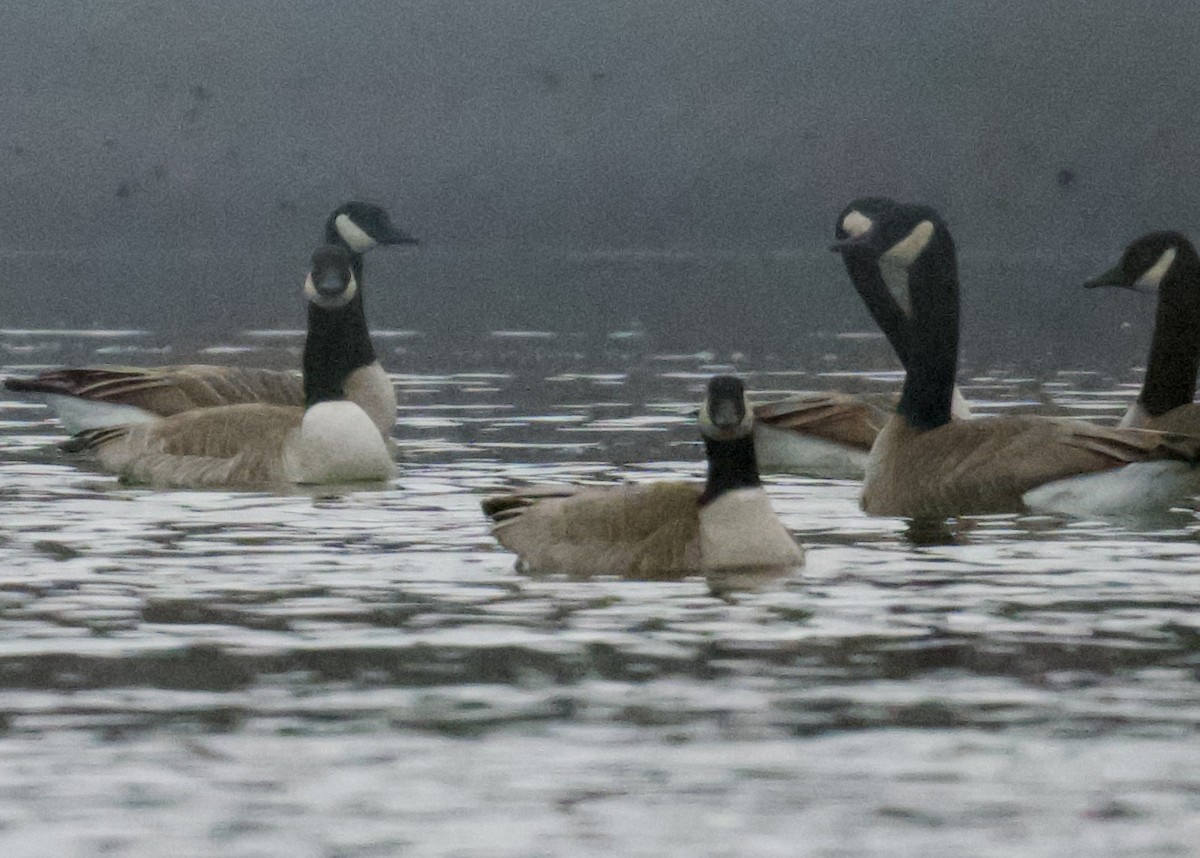 Branta kanadar txikia - ML646057283