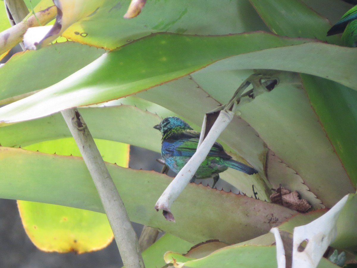 Green-headed Tanager - ML646057285