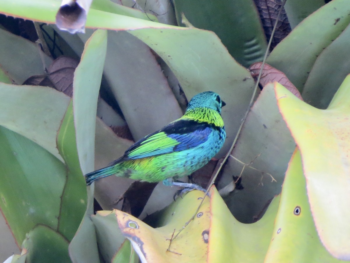 Green-headed Tanager - ML646057286