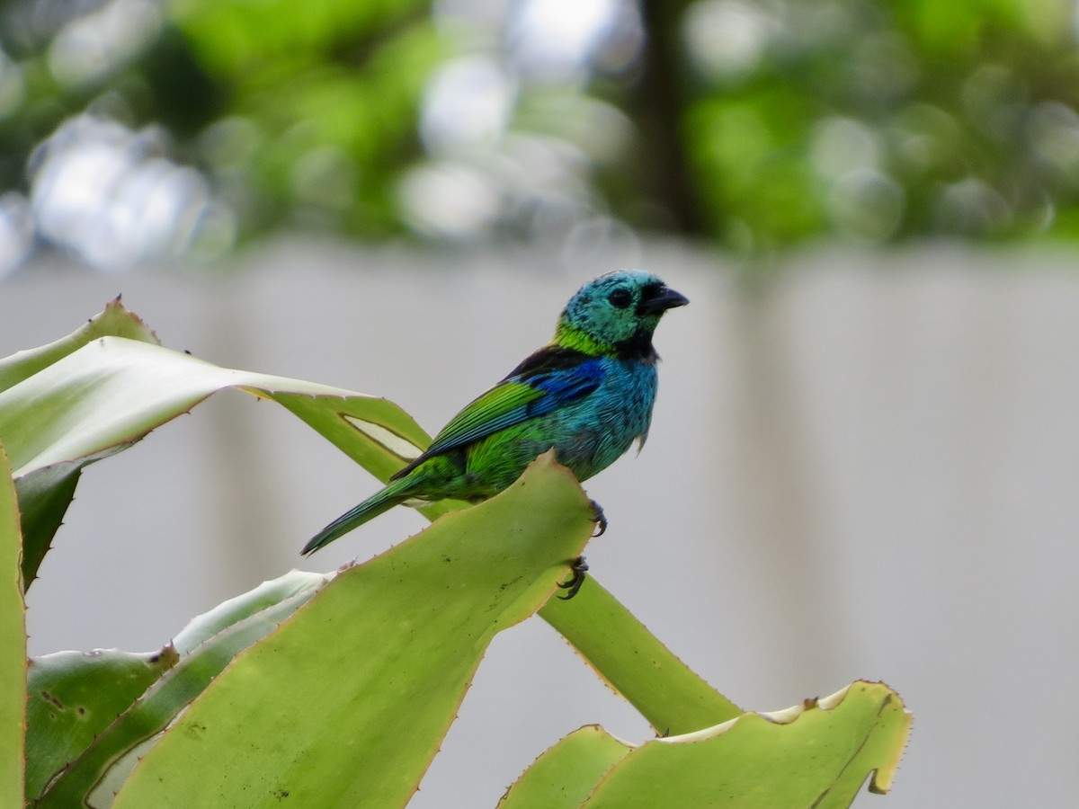 Green-headed Tanager - ML646057287