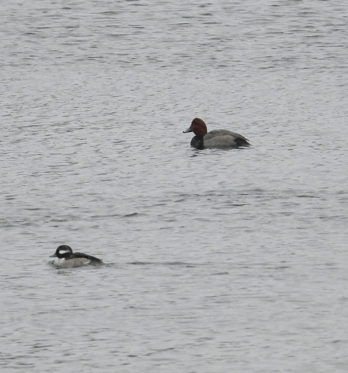 Murgilari burugorria - ML646057295