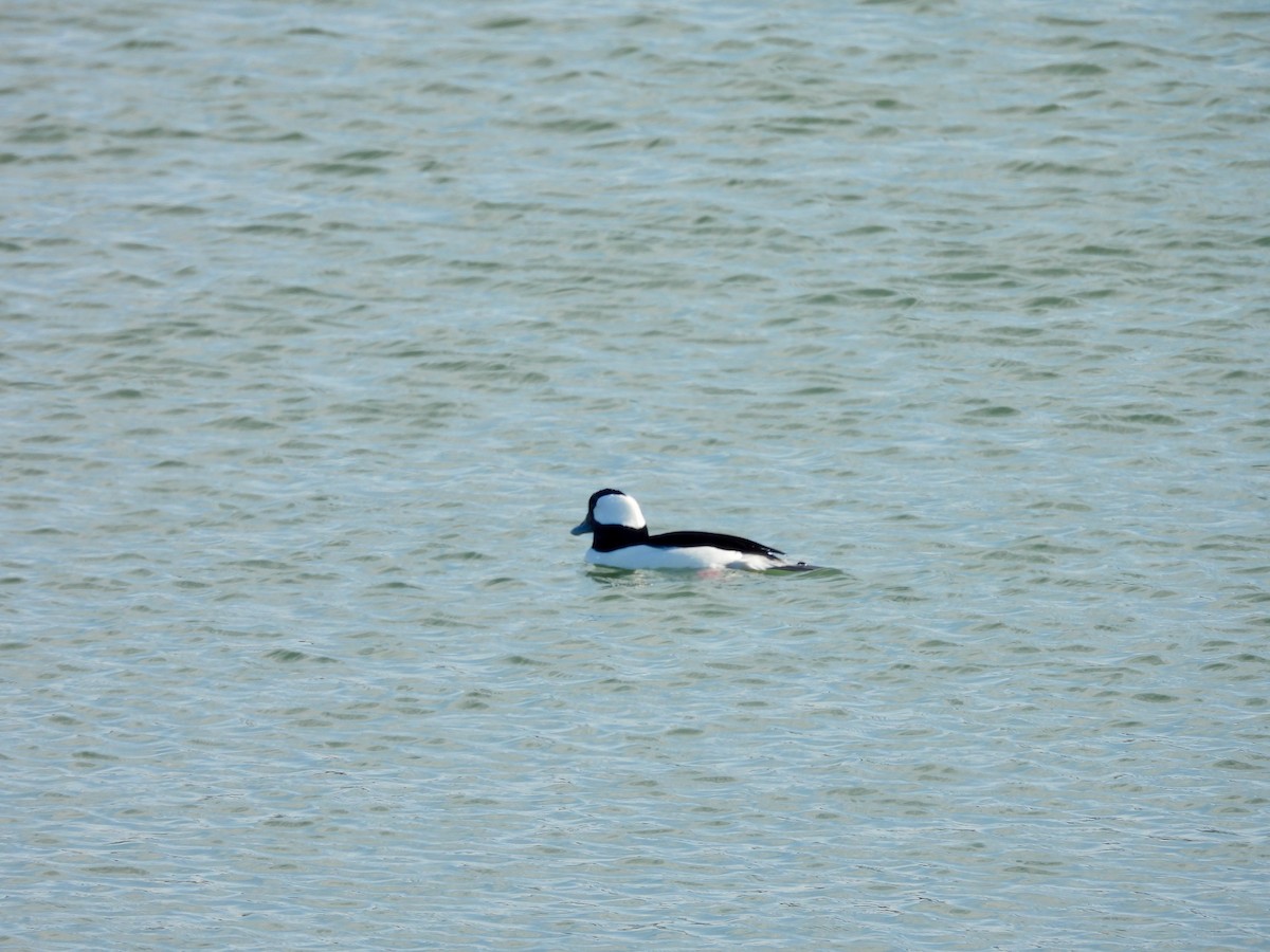 Murgilari buruzuria - ML646057302