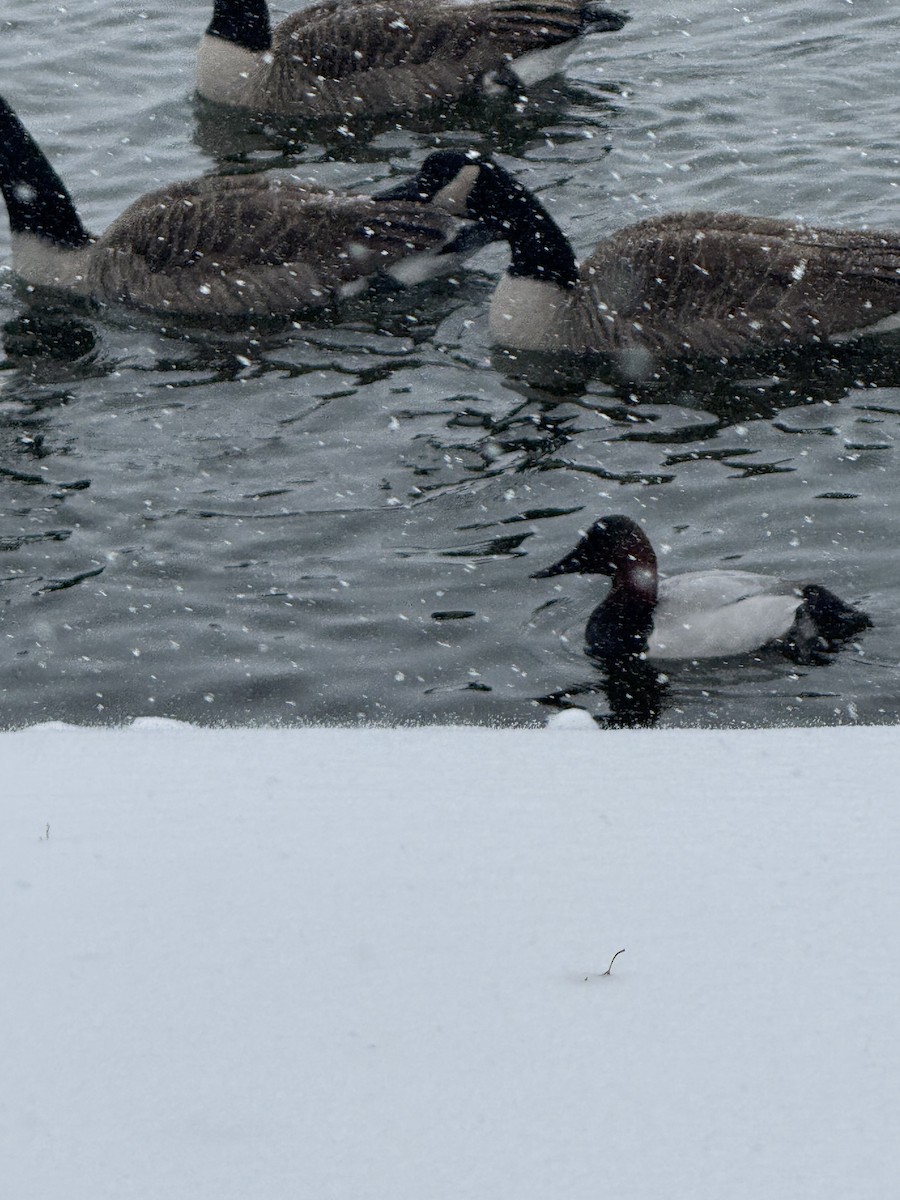 Büyük Elmabaş - ML646057304