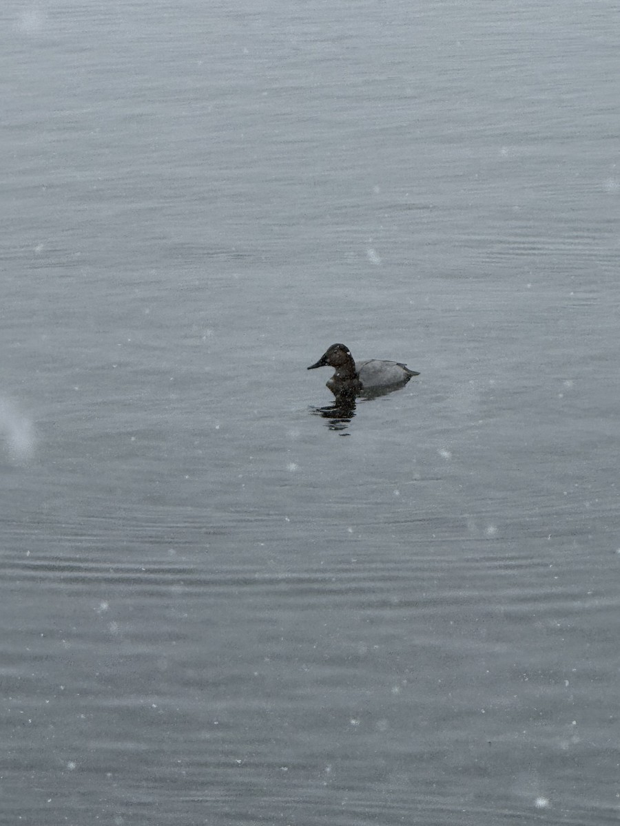 Büyük Elmabaş - ML646057306