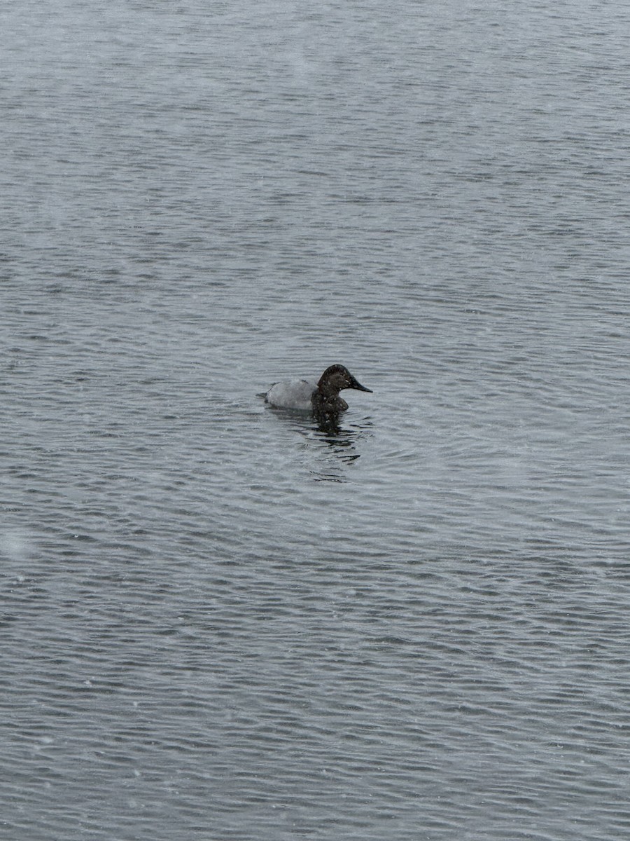 Büyük Elmabaş - ML646057307