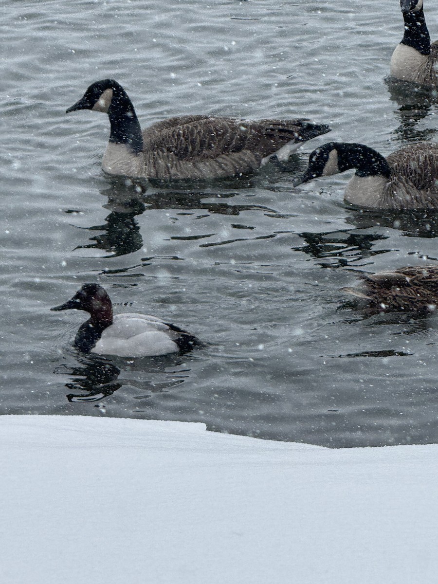 Büyük Elmabaş - ML646057308