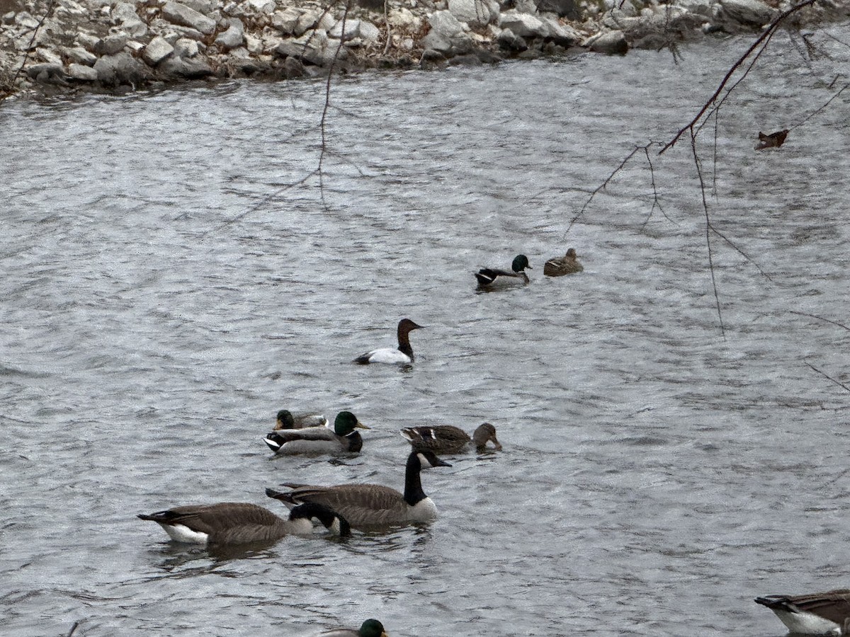 Büyük Elmabaş - ML646057309