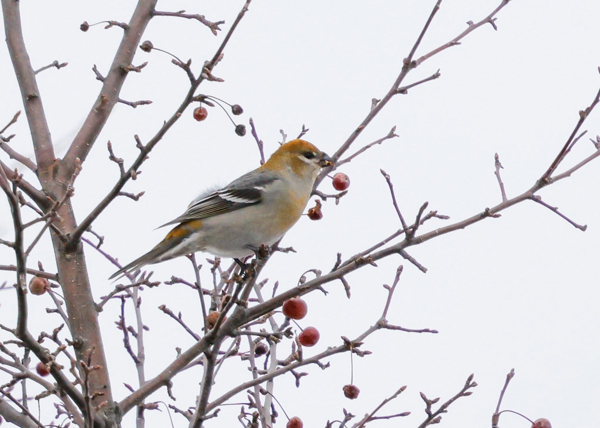 Ciuffolotto delle pinete - ML646057310