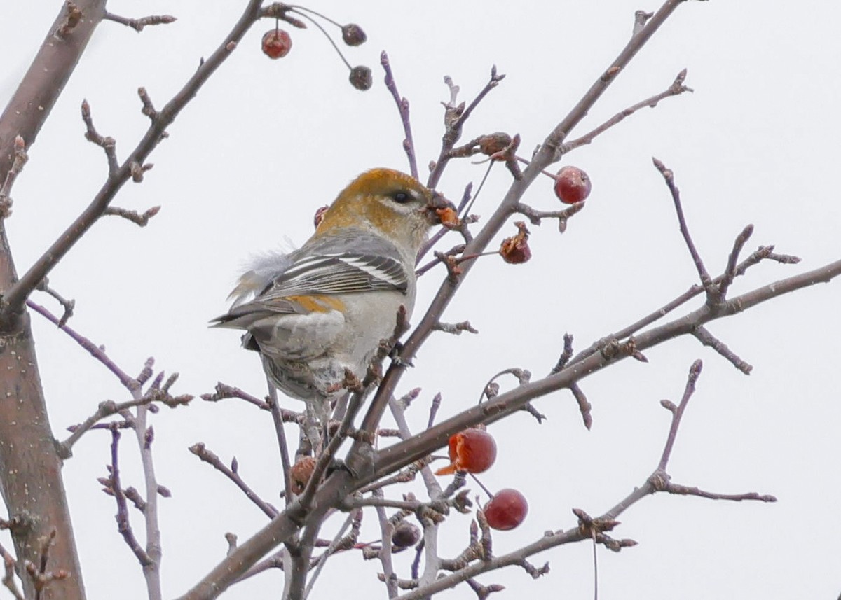 Ciuffolotto delle pinete - ML646057311
