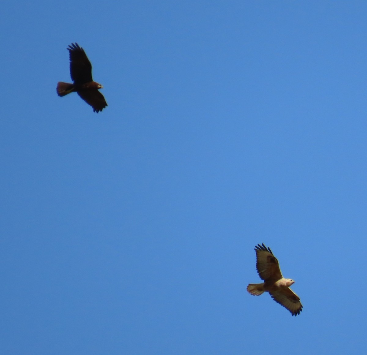 Buse féroce - ML646057318