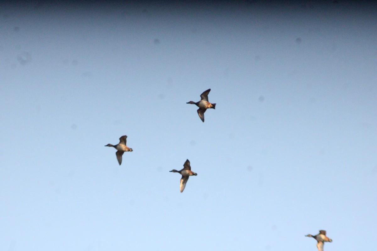 Zertzeta hegalurdina - ML646057320