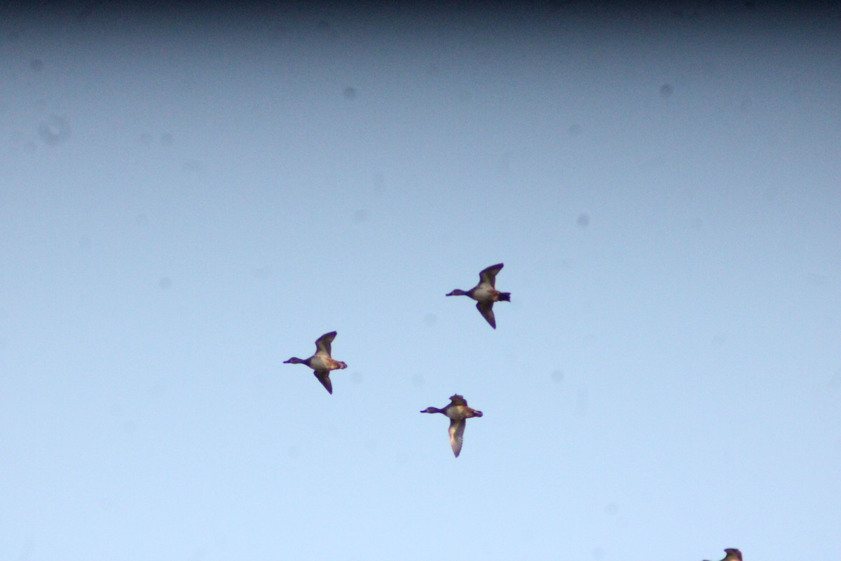 Zertzeta hegalurdina - ML646057321