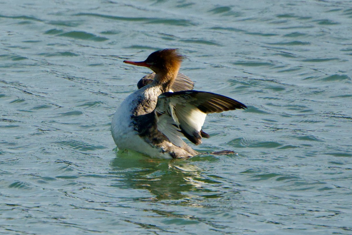 Serreta Mediana - ML646057322