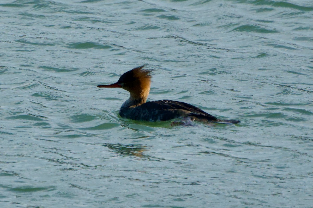 Serreta Mediana - ML646057323