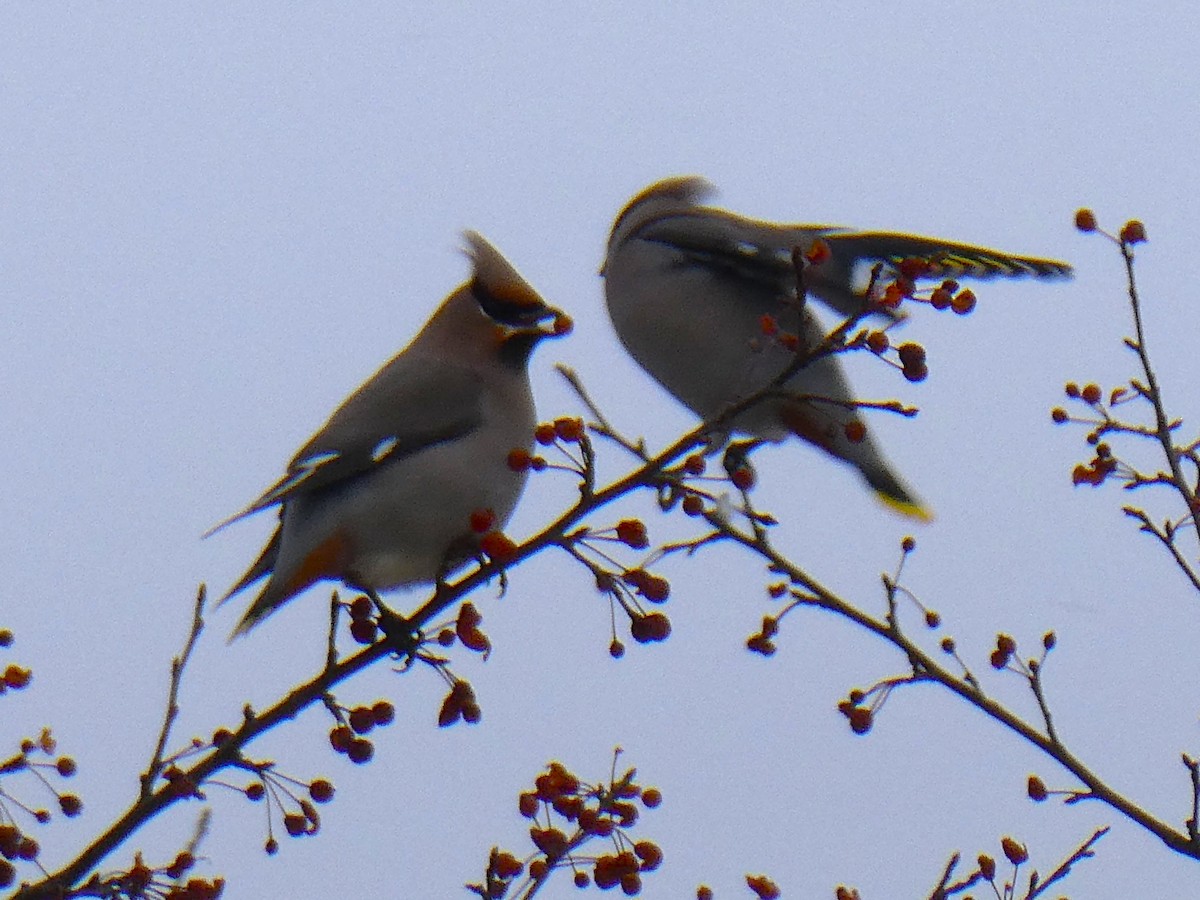 黃連雀 - ML646057334