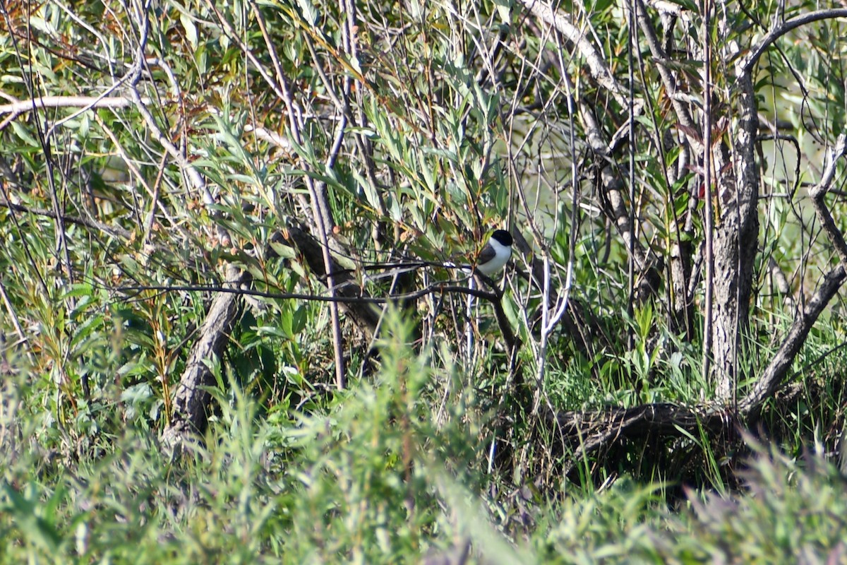 Fork-tailed Flycatcher - ML646057340