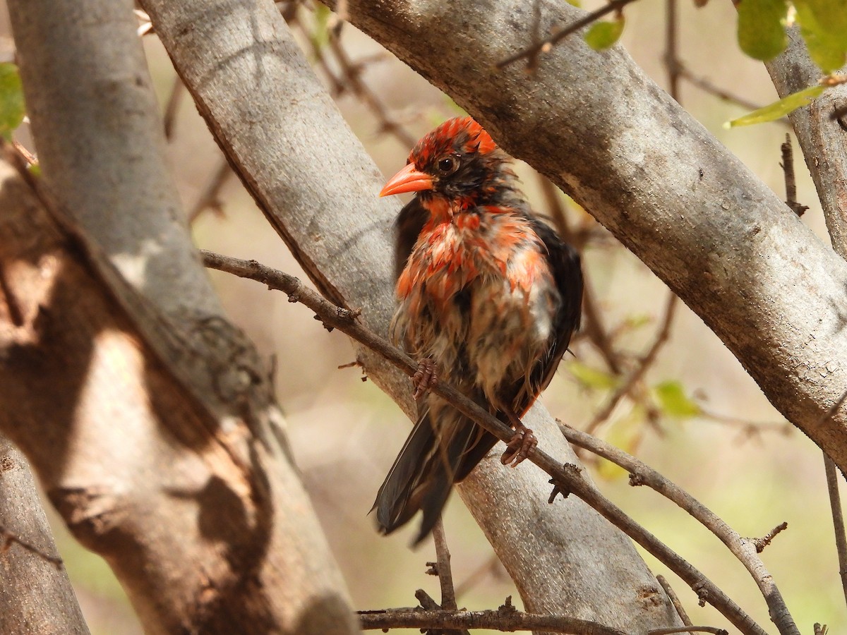 Anaplecte écarlate - ML646057349