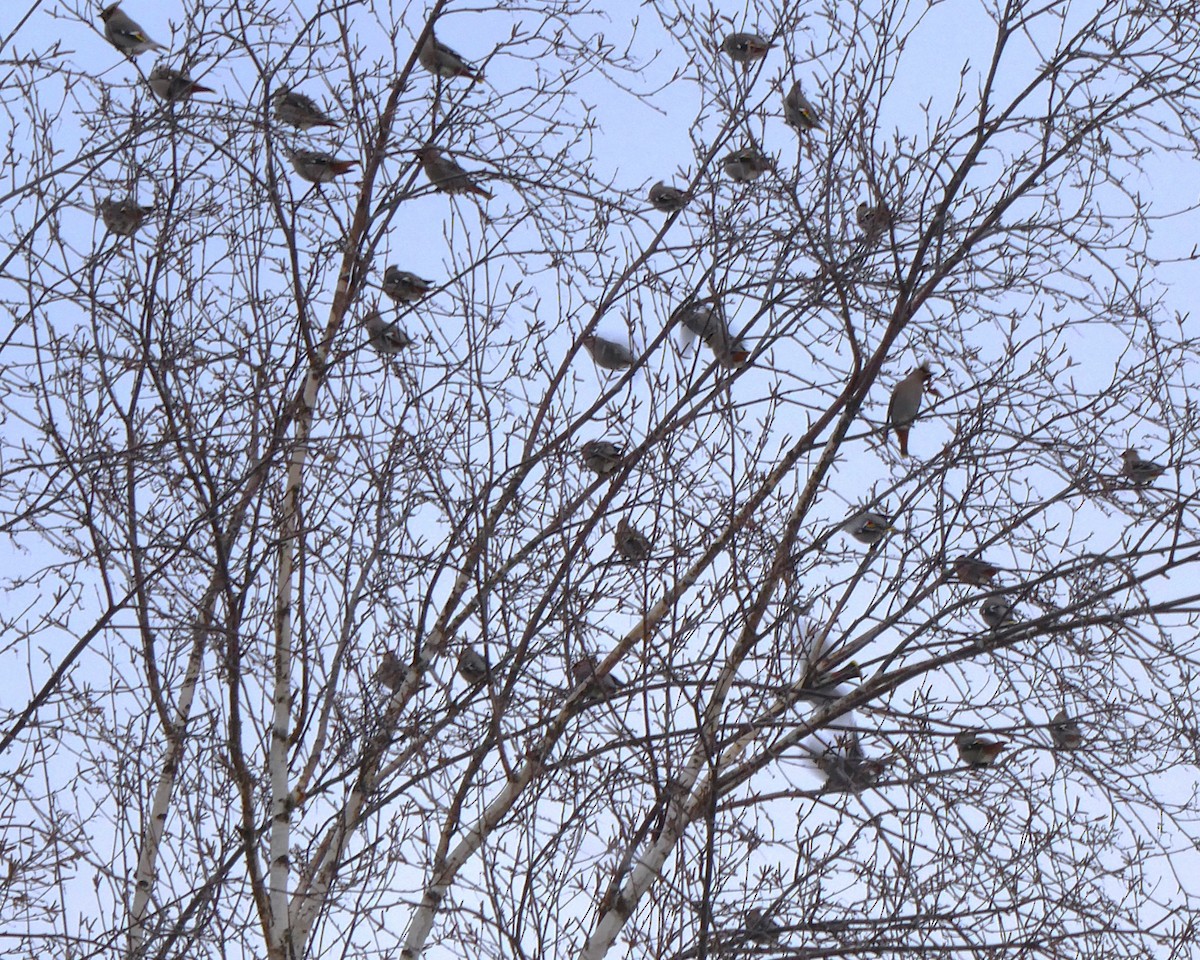 黃連雀 - ML646057350