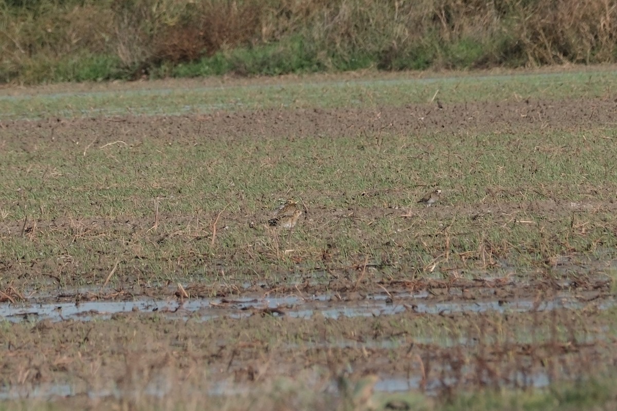 Сивка звичайна - ML646057352