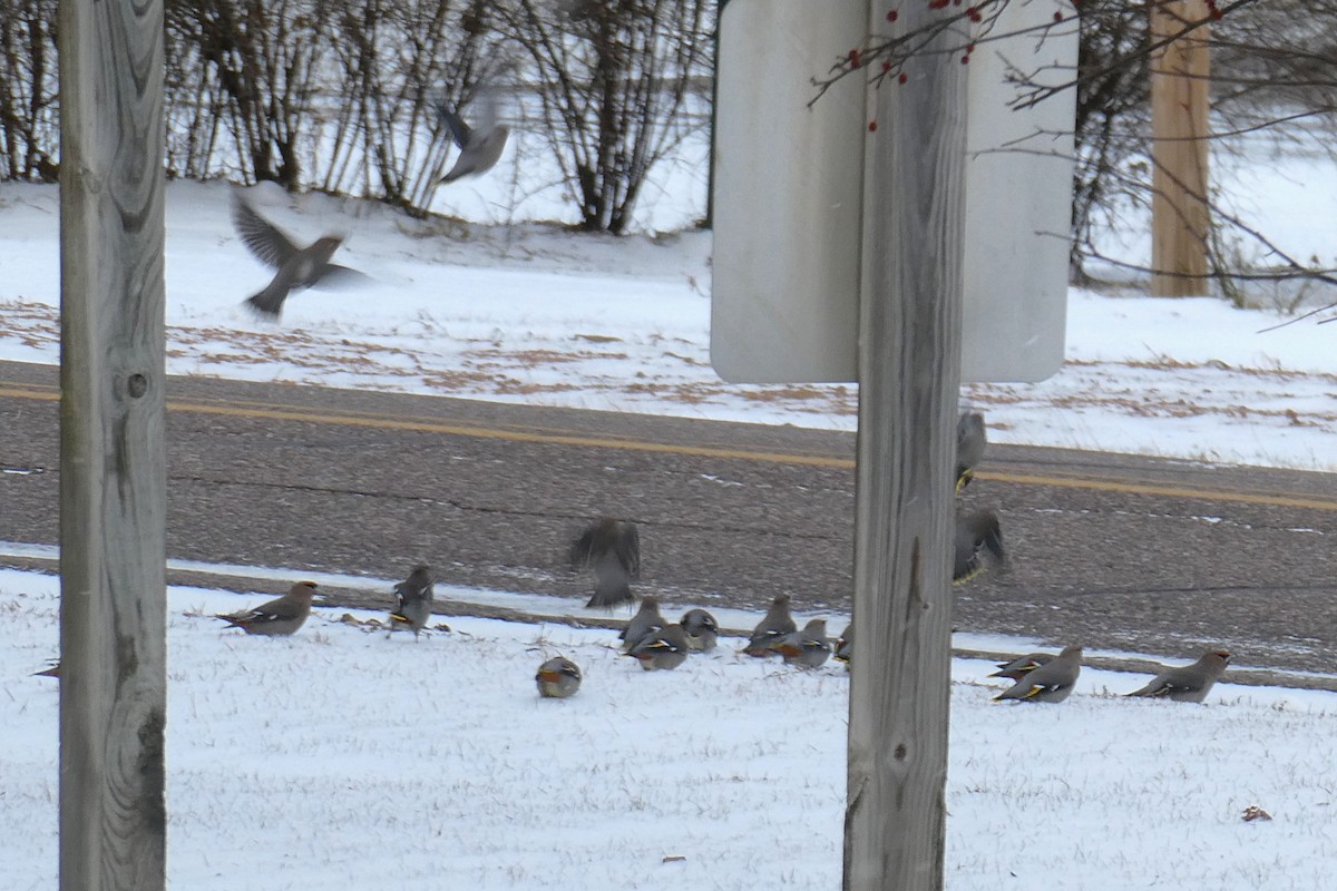 黃連雀 - ML646057363