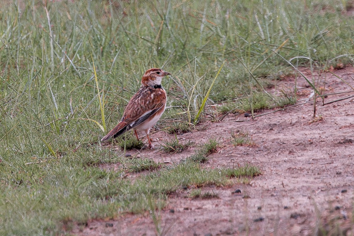 Mongolian Lark - ML646057369