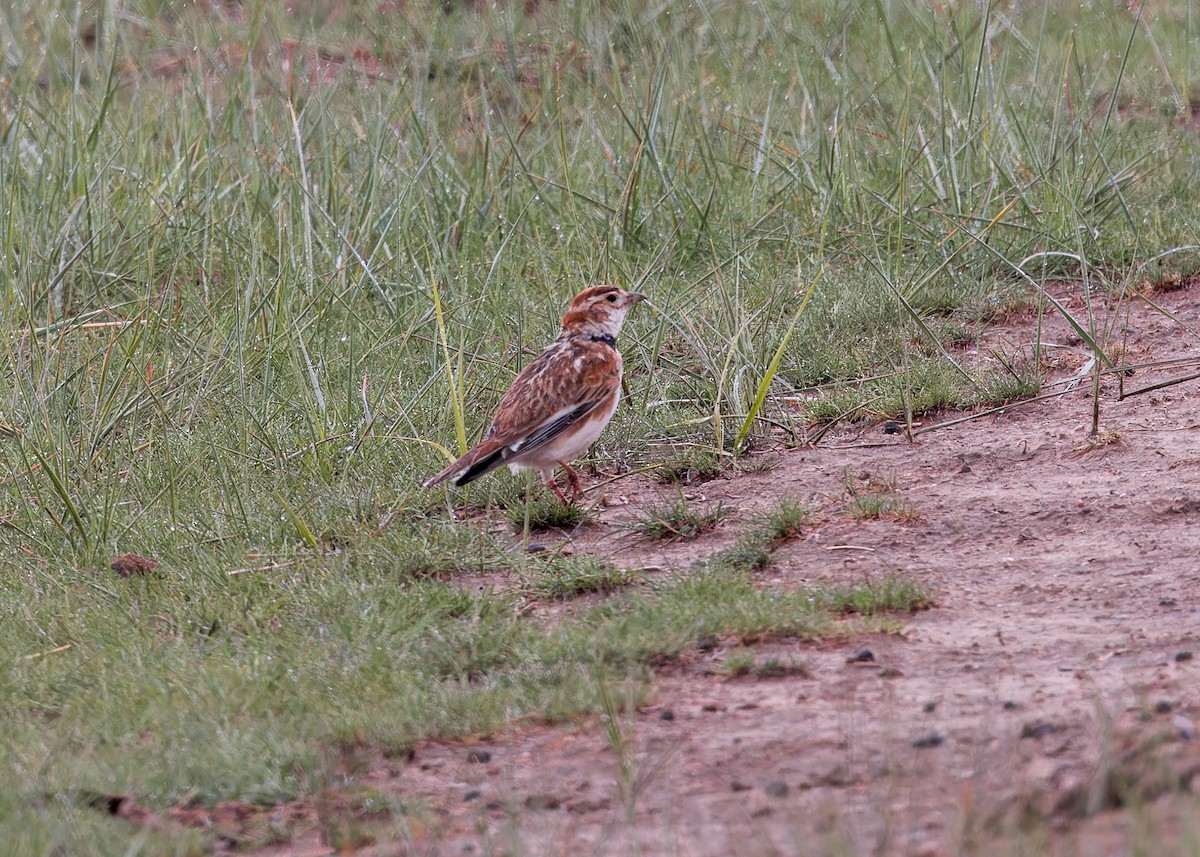 Mongolian Lark - ML646057370