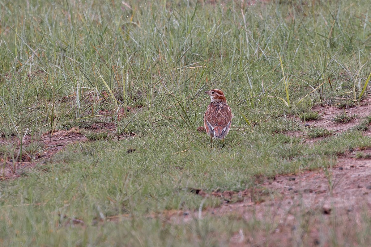 Mongolian Lark - ML646057371