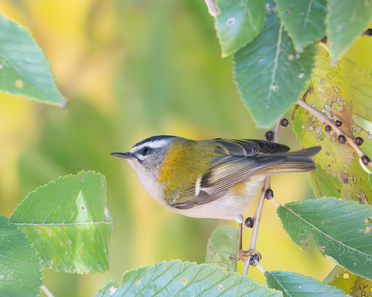 Common Firecrest - ML646057373