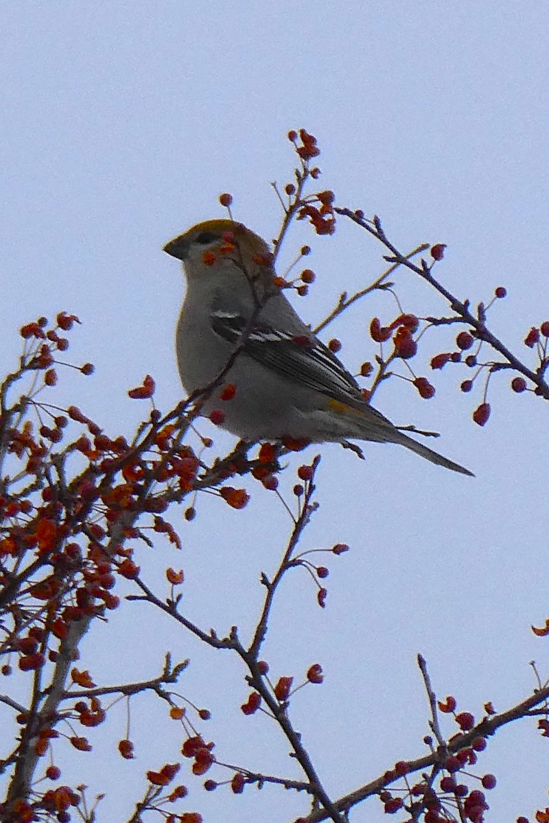 Pine Grosbeak - ML646057375