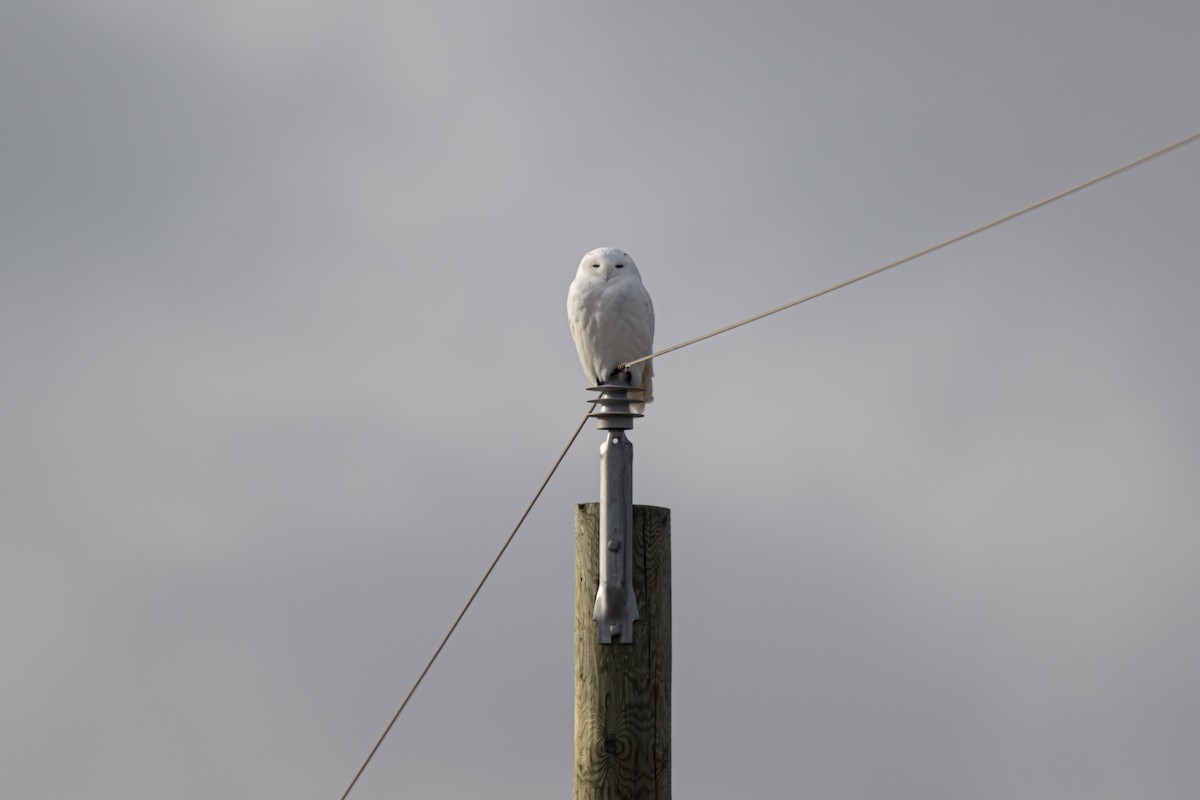 Snowy Owl - ML646057384