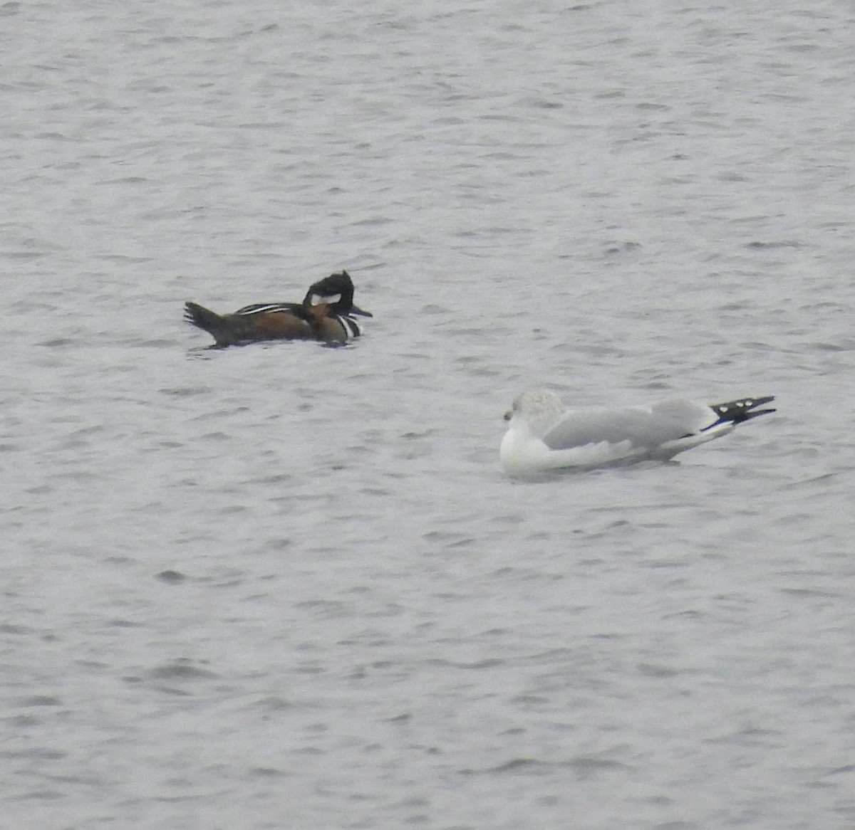 Ring-billed Gull - ML646057385