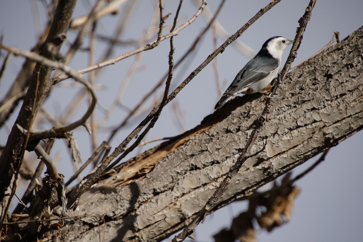 White-breasted Nuthatch (Interior West) - ML646057386