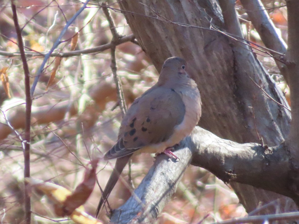 Mourning Dove - ML646057387