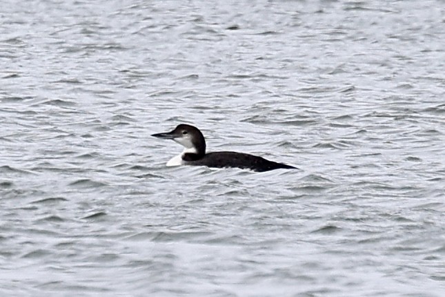 Common Loon - ML646057388
