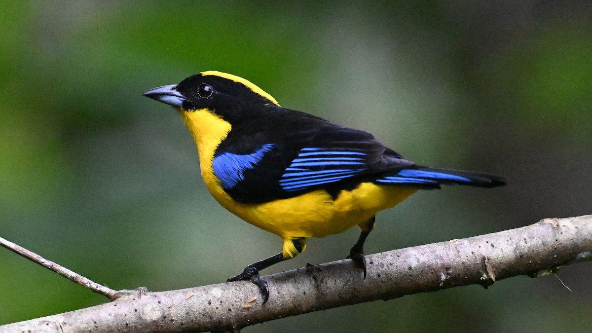 Blue-winged Mountain Tanager - ML646057389