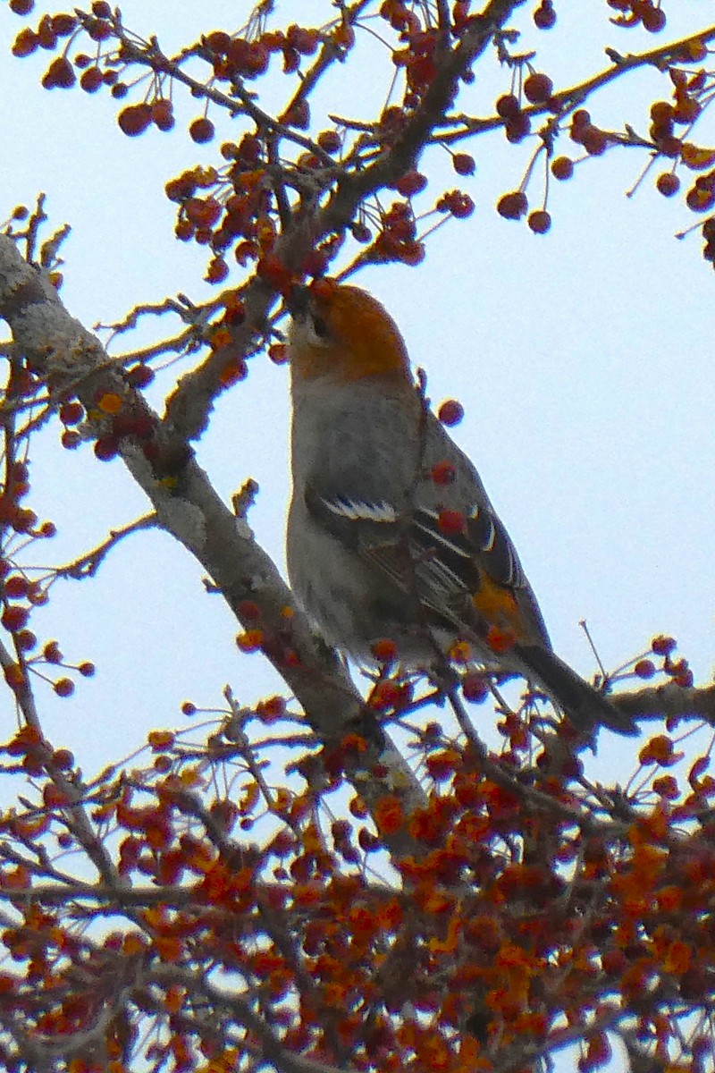 Pine Grosbeak - ML646057390