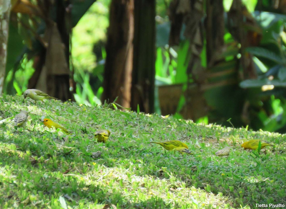 Saffron Finch - ML646057392