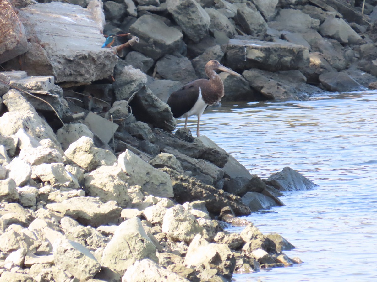 Common Kingfisher - ML646057393